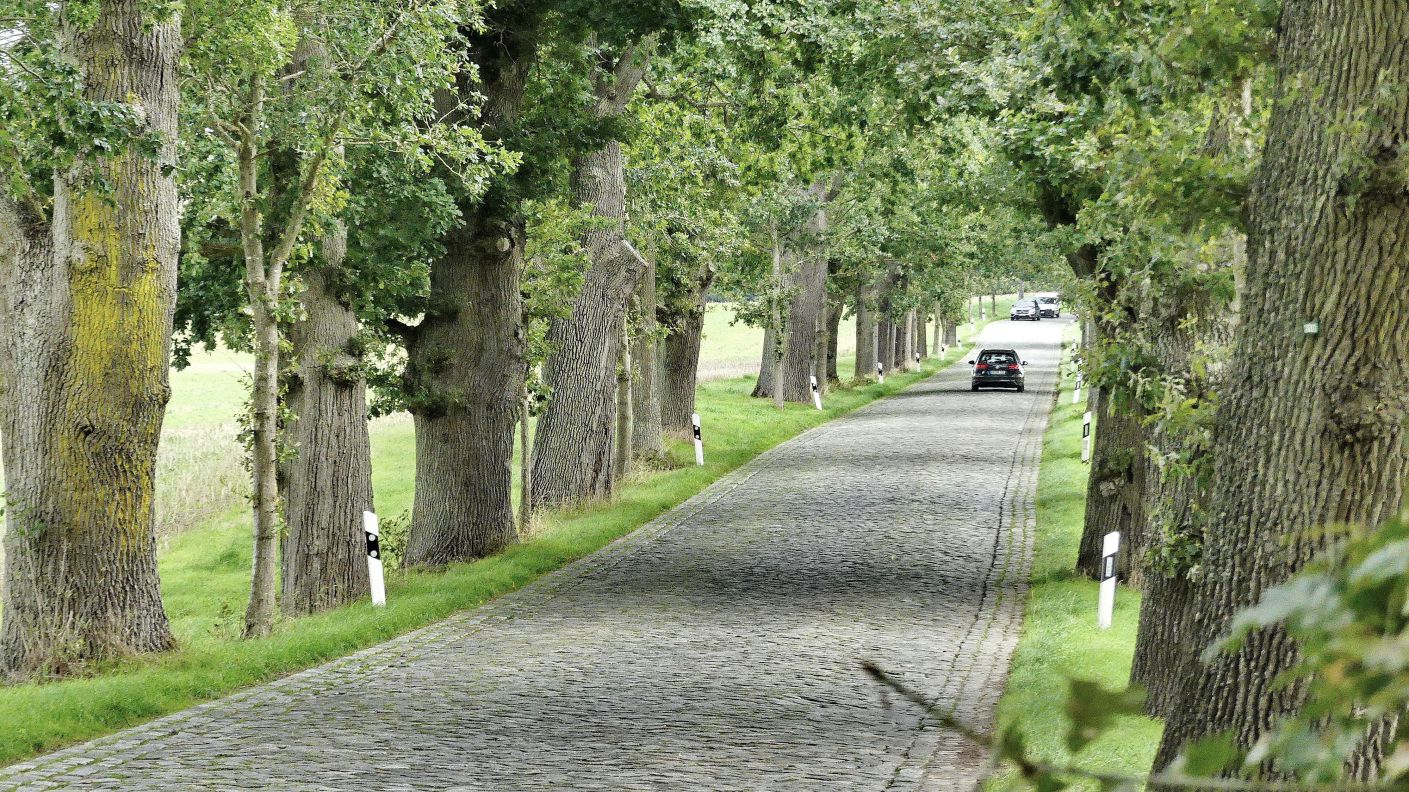 Rgen - schne alte Alleen findet man auf der Insel